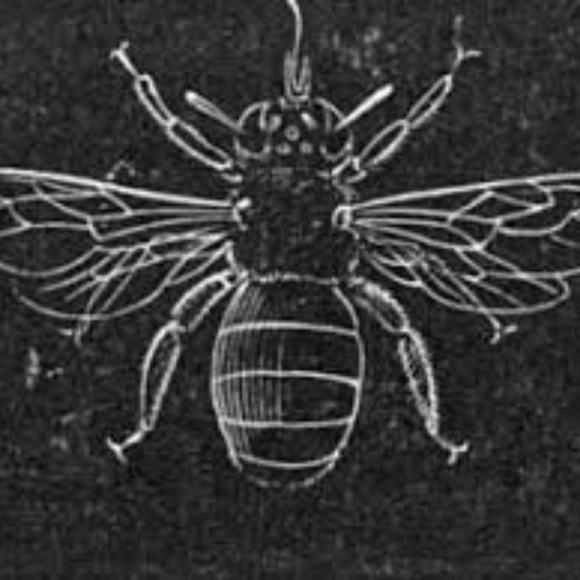 eclectichoney